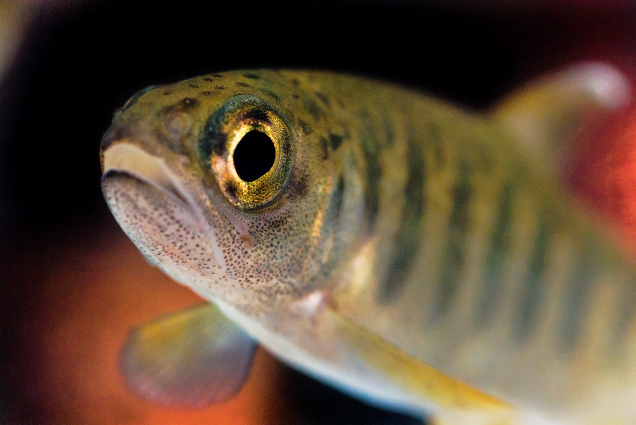 Close-up of a juvenile coho salmon.