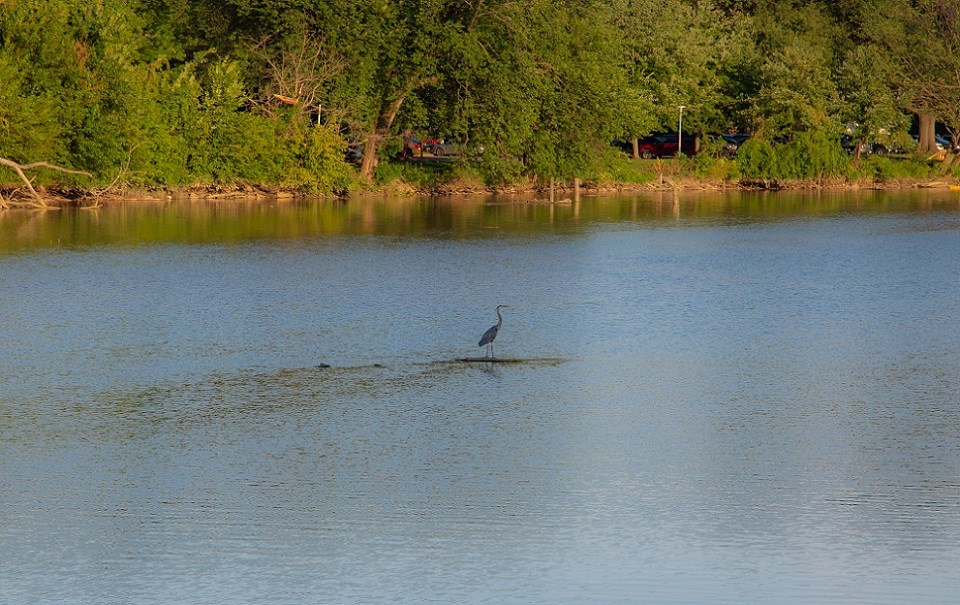 Blue heron standing in the water