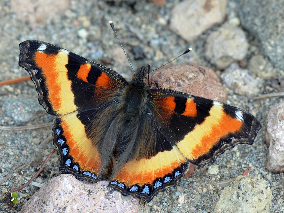 Dorsal view of a colorful Milbert's tortoiseshell butterfly