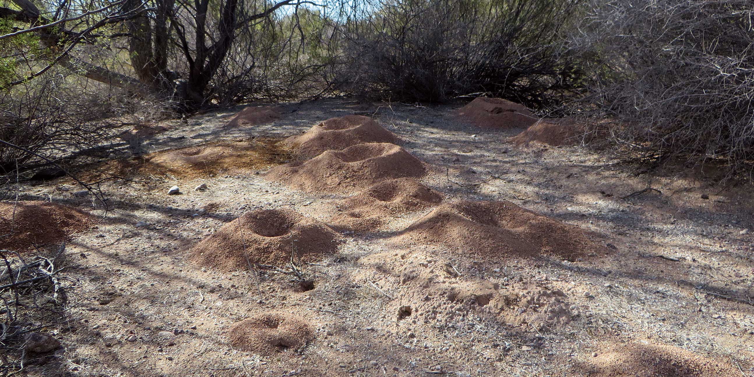 Center of growing colony- a small, orange-brown fungus waste dump surrounds the small crater at the top left