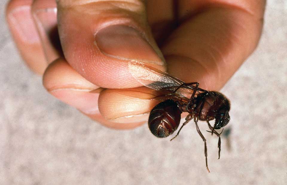 Winged female ant