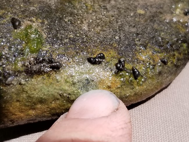 Fingertip points to a cluster of tiny snails on a rock