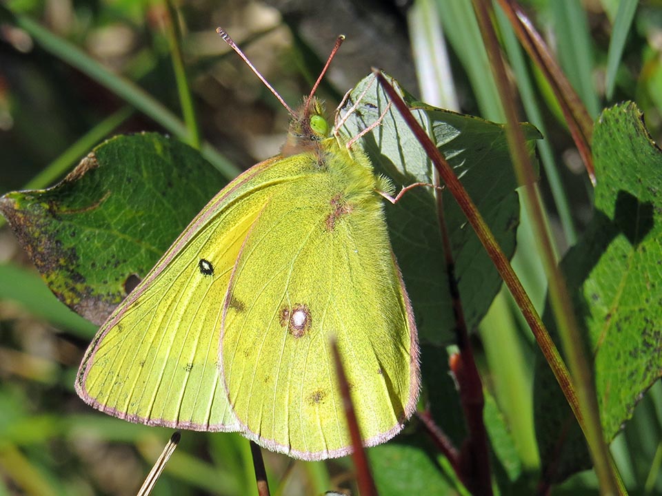 Ventral view of a greenish-yellow butterfly perched on a leaf