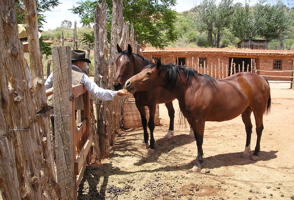 Volunteer feeding two horses