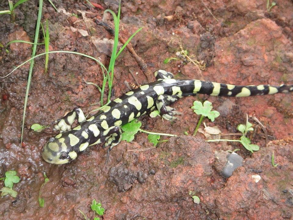 Black and green spotted salamander on rocky ground
