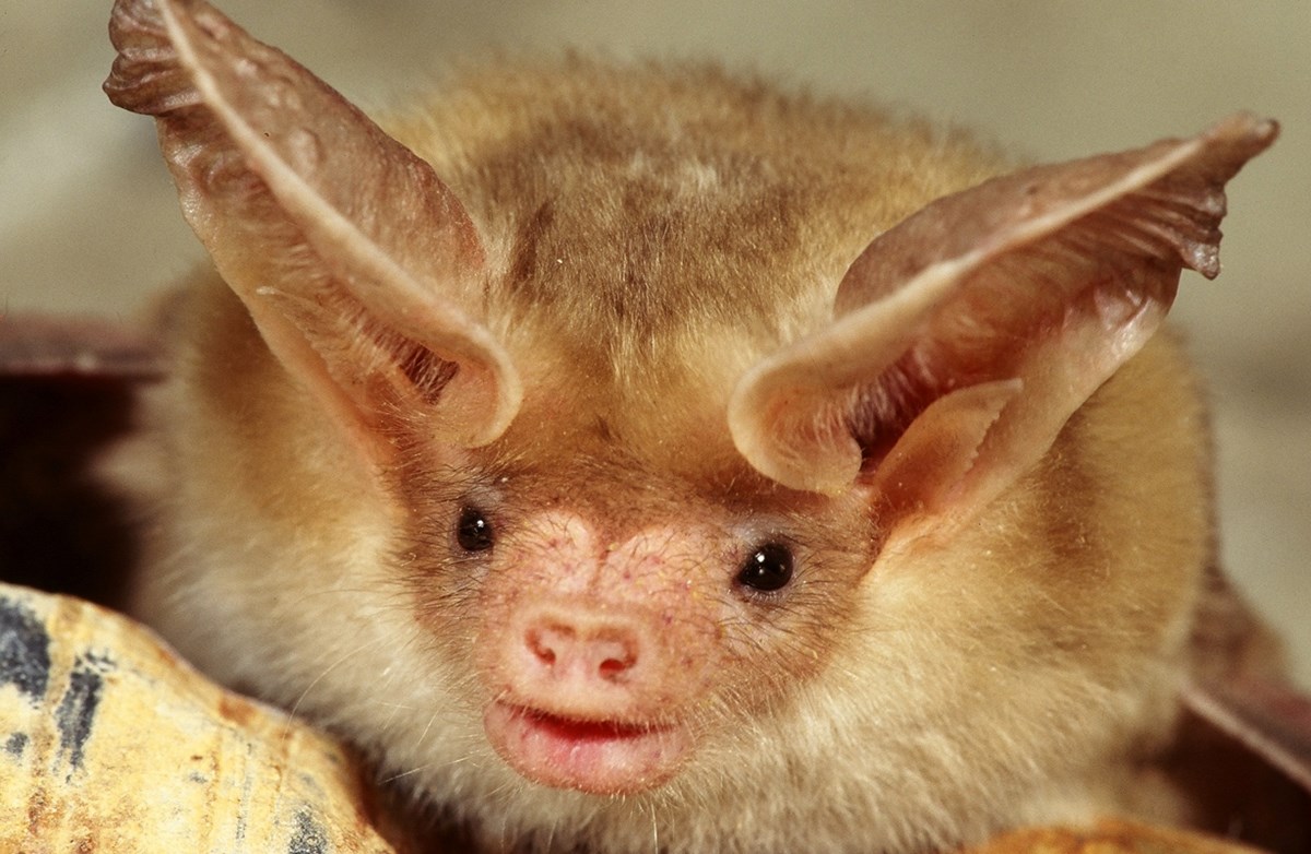 20 Reasons To Appreciate Bats Us National Park Service