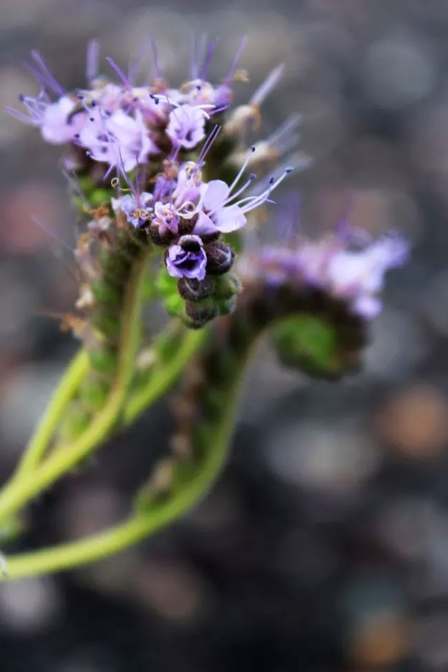 Photo of a flower