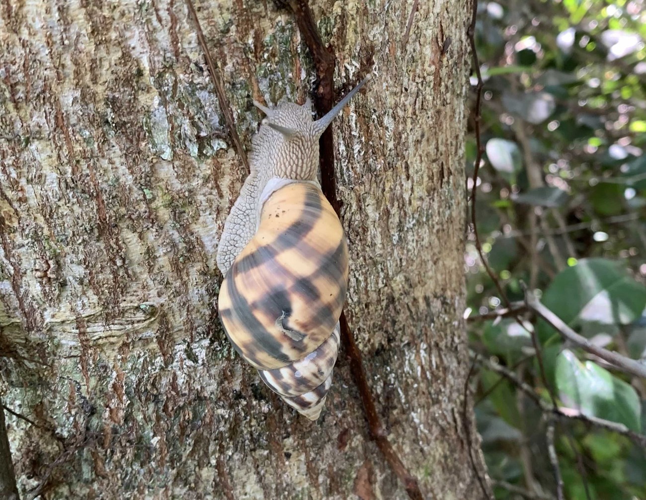 A snail with a patterned, peach-colored shell crawling on a tree.
