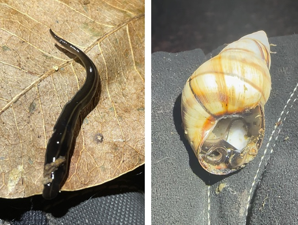 Two photos. A brown, elongated worm moving across a brown leaf. A banded snail with a brown, curled up worm inside the shell.