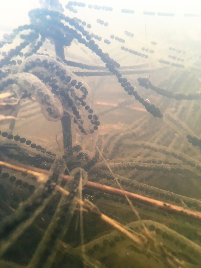 Underwater view of intertwined strings of California toad eggs