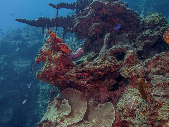 Colony of sheet coral