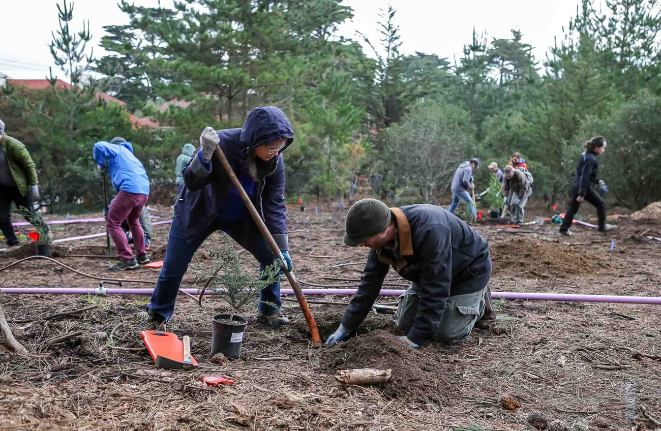 Two volunteers digging a hole for the redwood sapling that is sitting in a container beside them