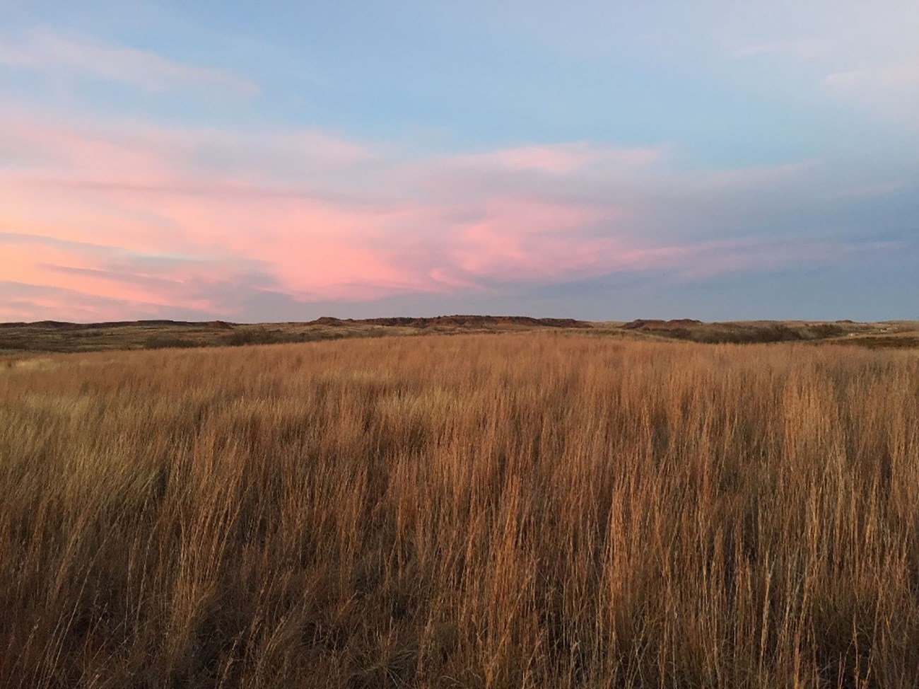 Field of tall grass with pink sky in the distance.