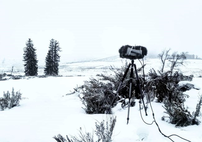 Binaural audio recording set up is shown in a snowy winter landscape at Yellowstone NP