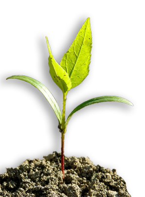 image of a white ash tree seedling