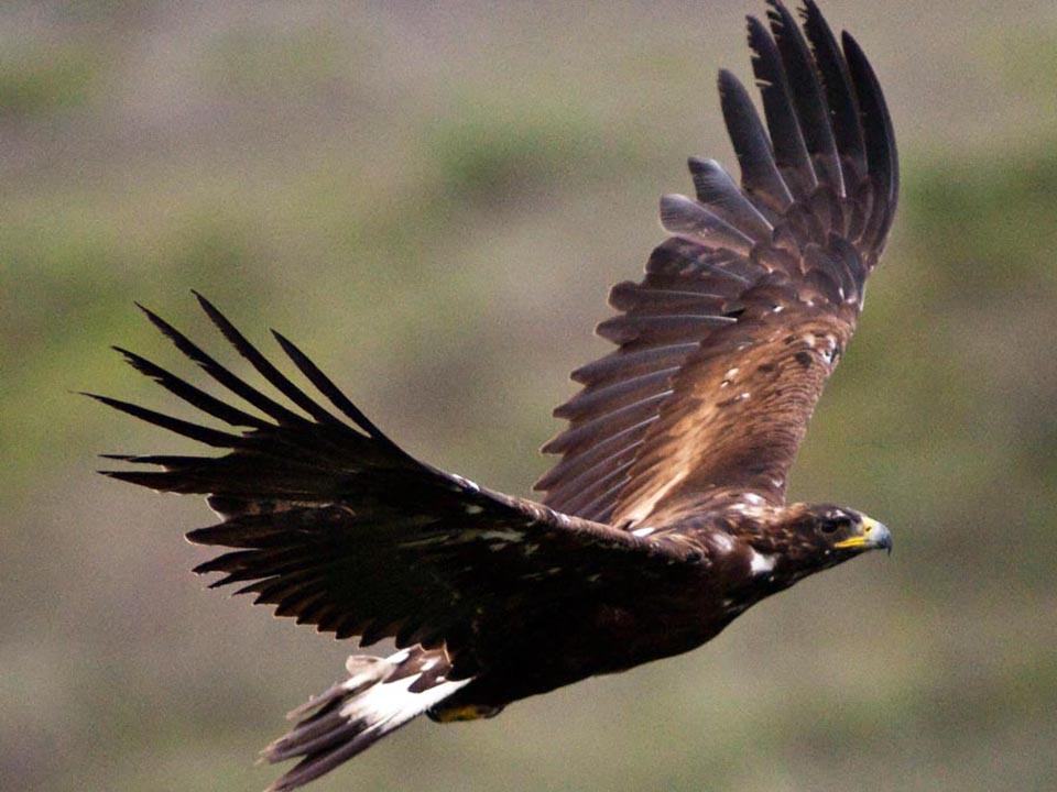 Statewide Movements Of Non-territorial Golden Eagles In Alaska During ...