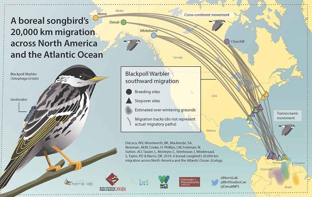 Blackpoll Warbler Migration (U.S. National Park Service)