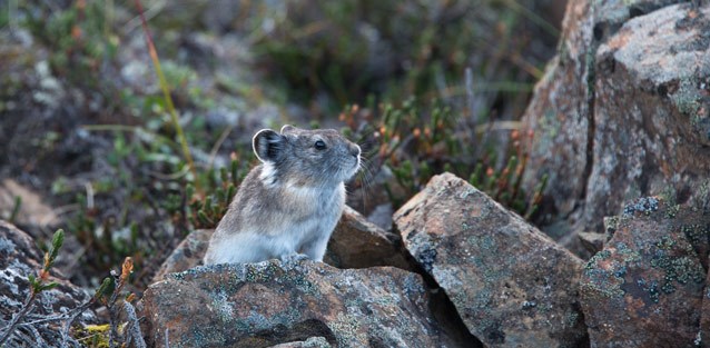 a pika perched among rocks