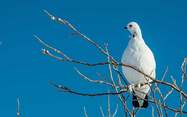 A white ptarmigan sites on a branch with blue sky behind it.