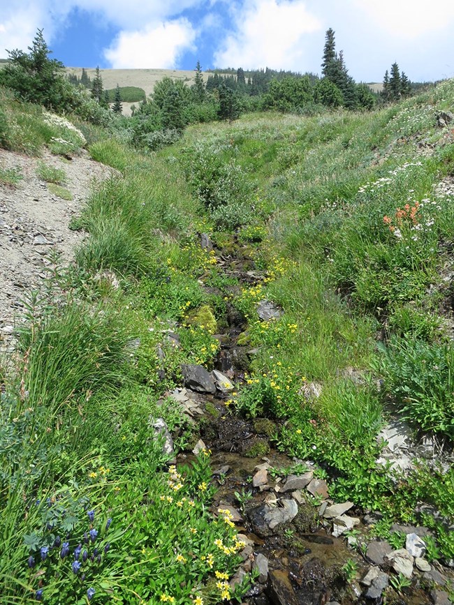 Wildflowers and greenery around a small, rocky stream.