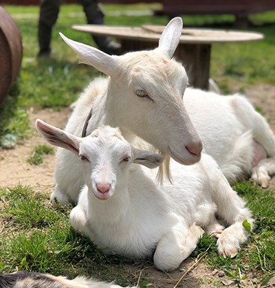 A Saanen adult and Saanen kid, both all white, sit on the ground relaxing in the sun.