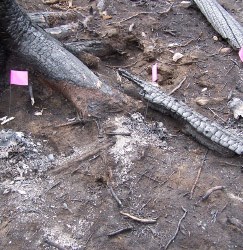 Figure 5. Centuries-old sheep skulls near a prehistoric sheep trap were destroyed by a recent fire (from Eakin 2009). Photo - ©D. Eakin.
