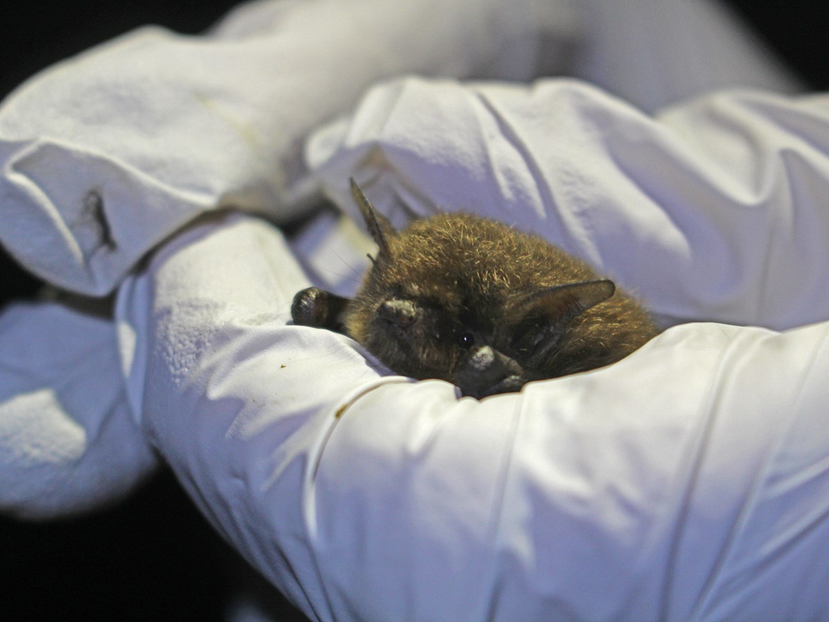Bat Conservation in the San Francisco Bay Area (U.S. National Park Service)
