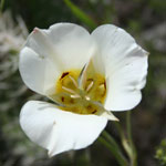 The delicate white petals of the sego lily