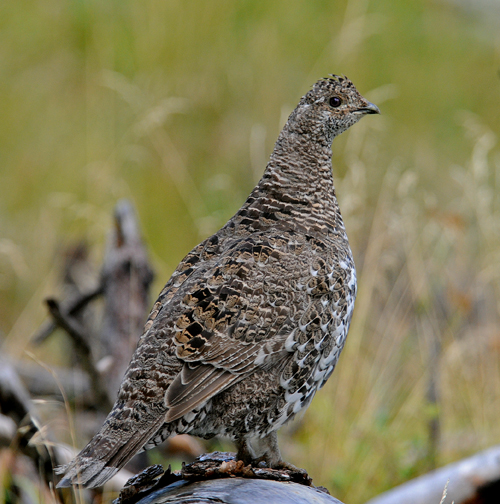 female dusky grouse