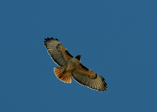 red-tailed hawk