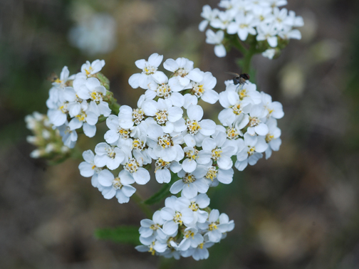 yarrow