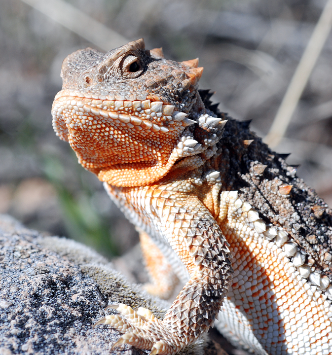 short-horned lizard