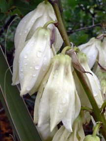 yucca flowers