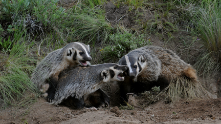 badger family play fights