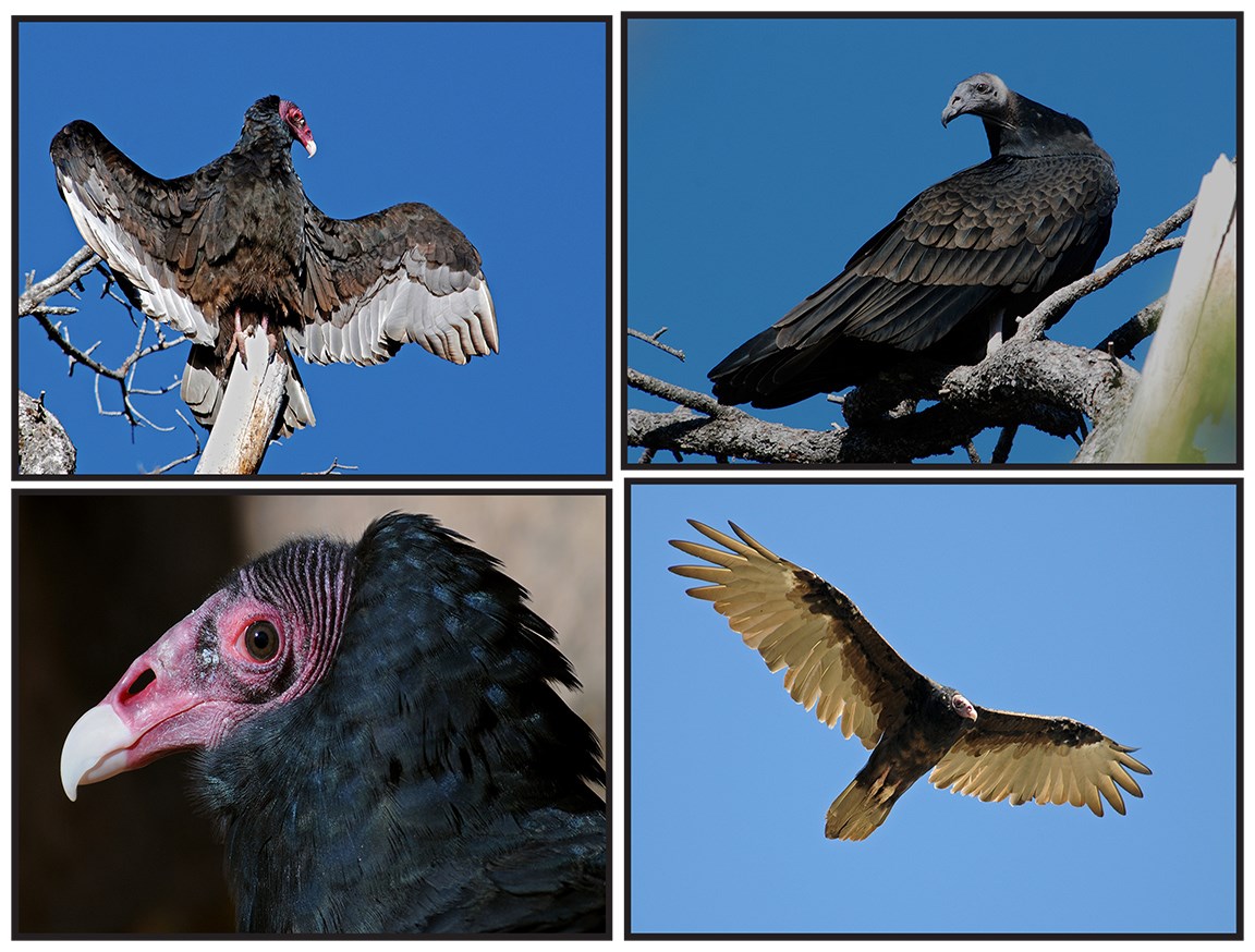 Turkey Vulture Bandelier National Monument (U.S. National Park Service)