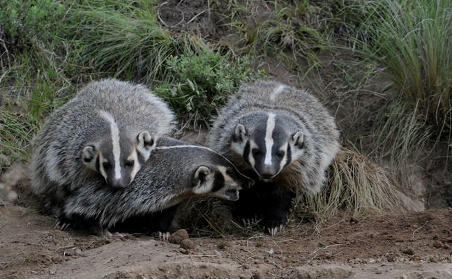 badger mom and pups