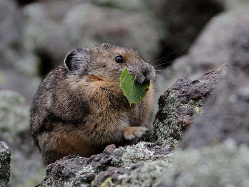 pika with food