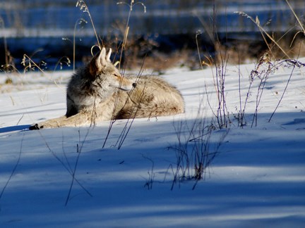 resting coyote