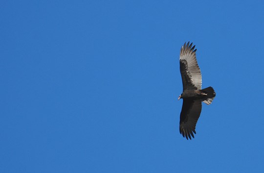 young turkey vulture in flight