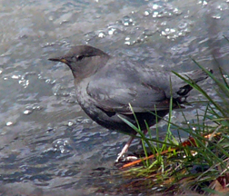 American Dipper American Dipper