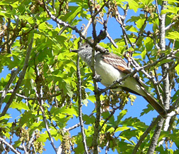Ash-throated Flycatcher