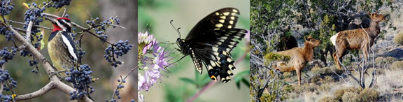 red-naped sapsucker, black swallowtail, elk