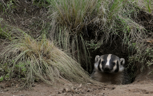 badger pup