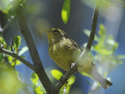 Orange-crowned Warbler