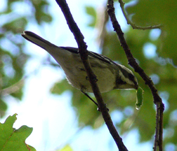 Black-throated Gray Warbler Black-throated Gray Warbler