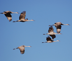 Sandhill Cranes Sandhill Cranes