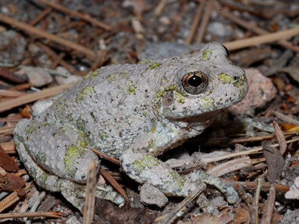 Canyon Tree Frog