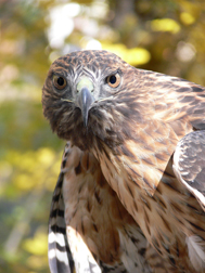 Red-tailed Hawk Red-tailed Hawk