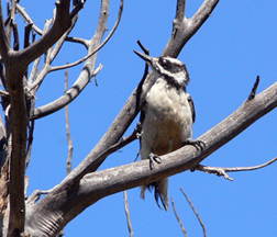 Hairy Woodpecker Hairy Woodpecker