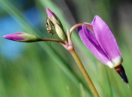 shooting star with bug